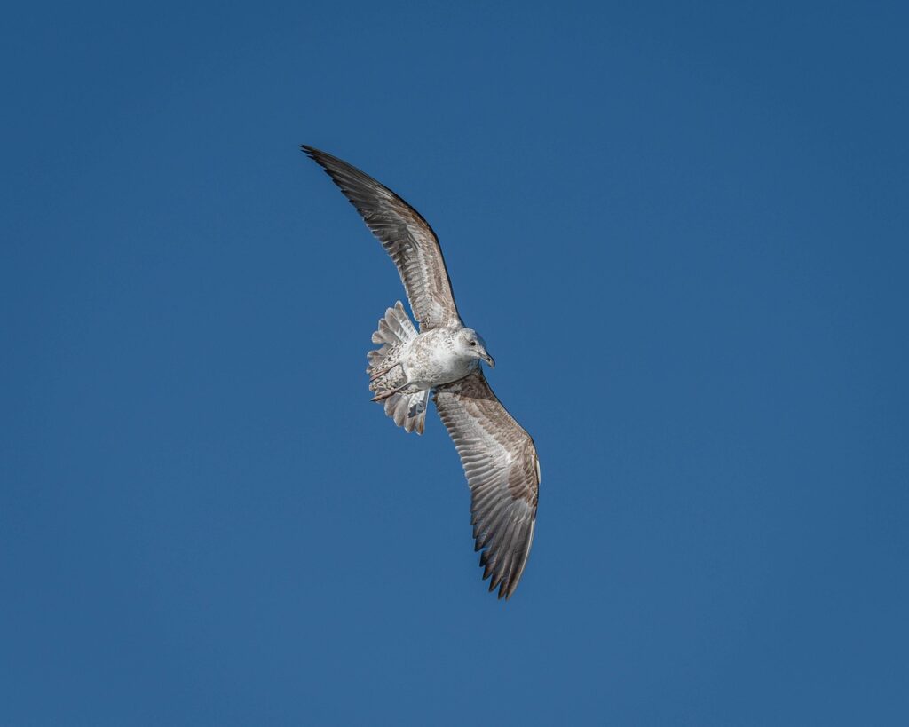 ガムで口臭対策におすすめの商品は？