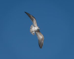 ガムで口臭対策におすすめの商品は？