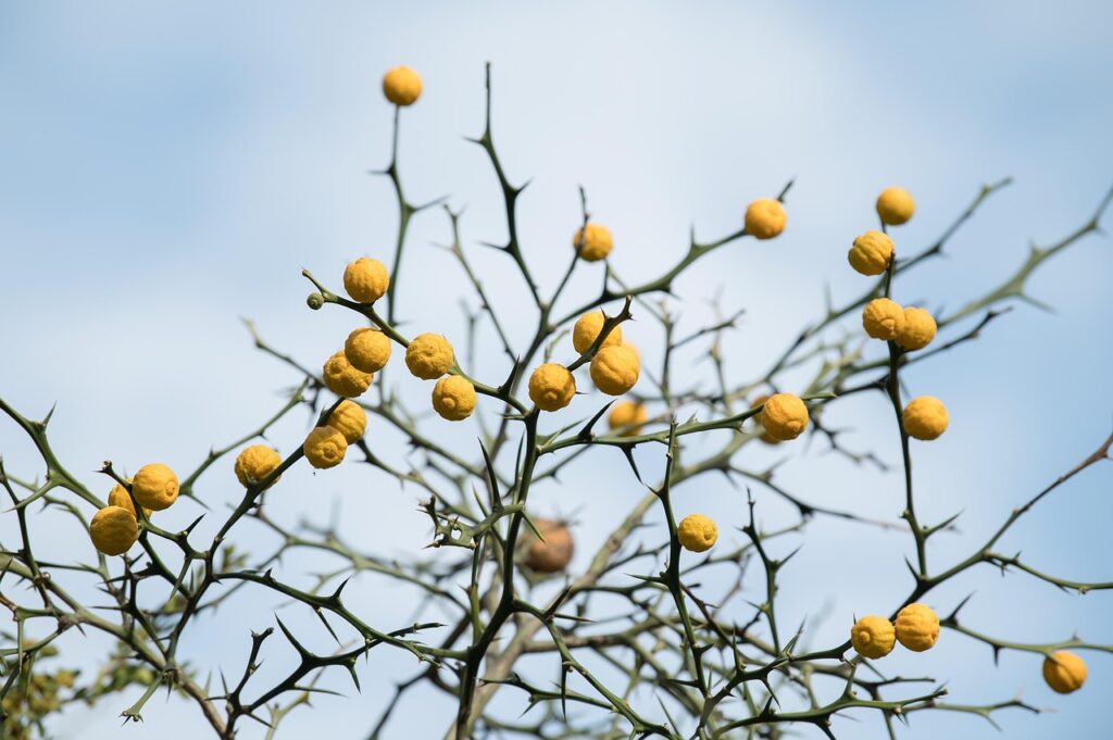 昼食後の口臭対策に効果的な方法は？
