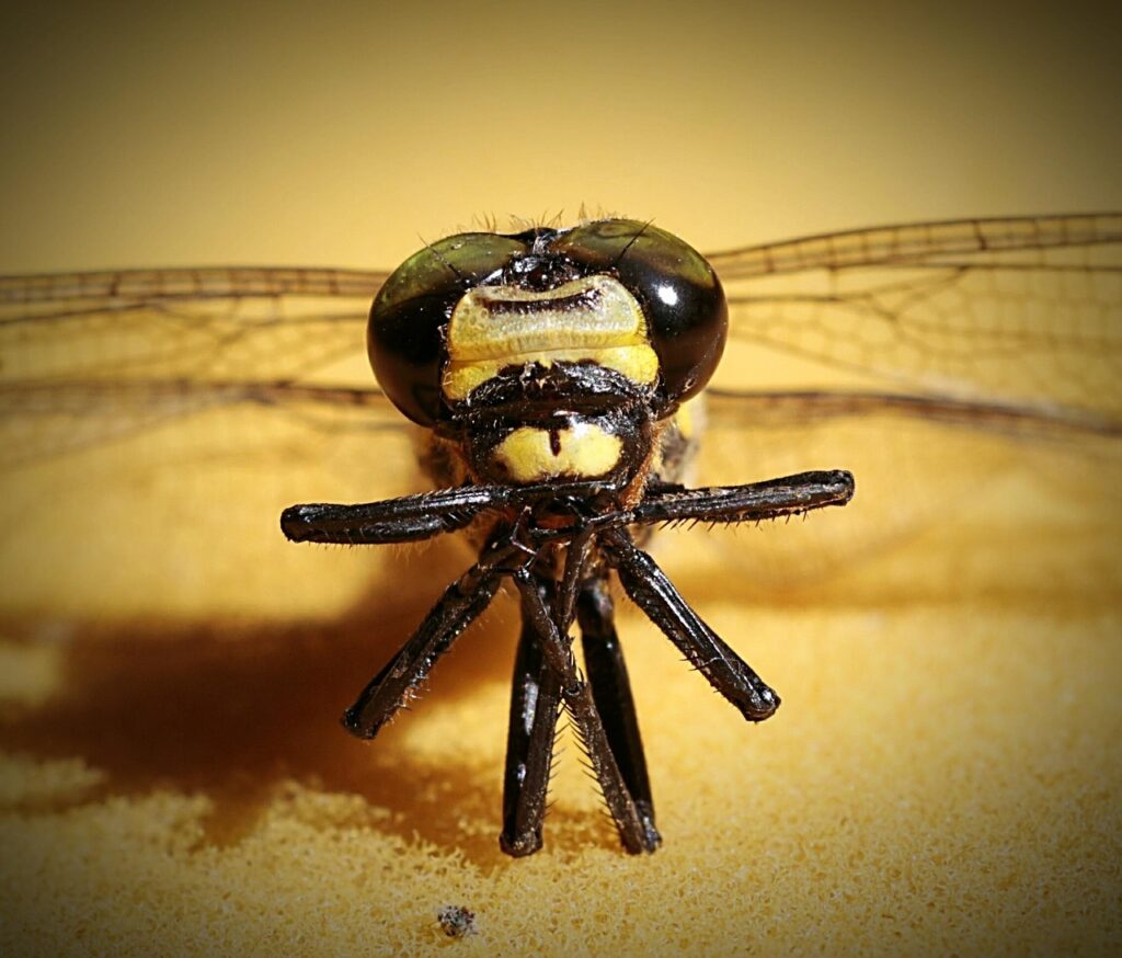 コーヒー飲み過ぎによる口臭対策にはどのガムがおすすめ？