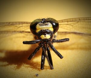 コーヒー飲み過ぎによる口臭対策にはどのガムがおすすめ？