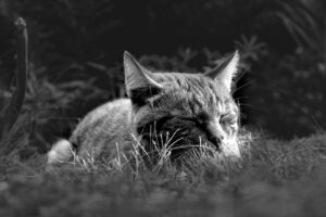 睡眠不足が引き起こす口臭の原因とその対策は？